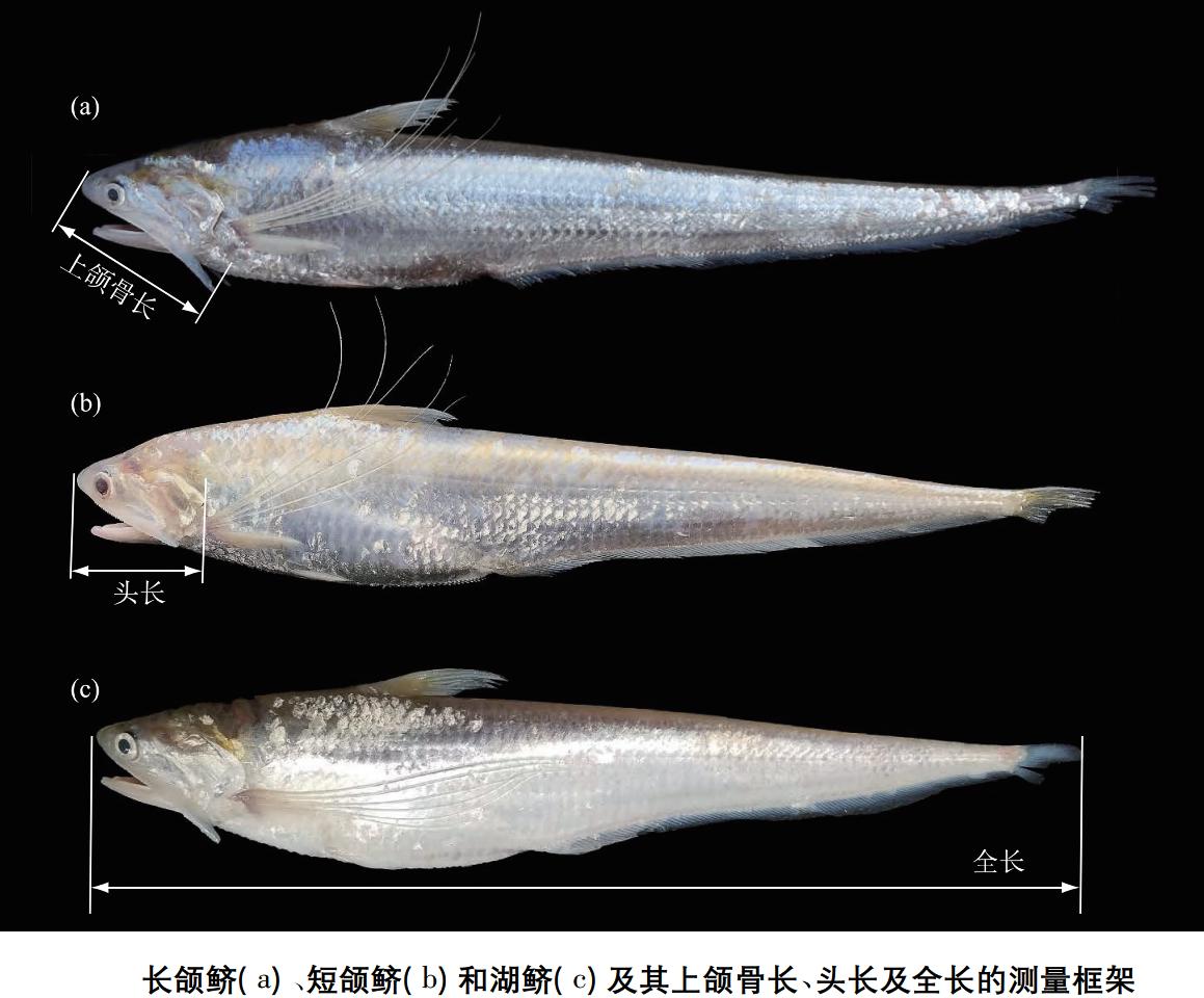 长江禁捕了哪里的刀鱼可以吃,长江禁捕哪来的刀鱼