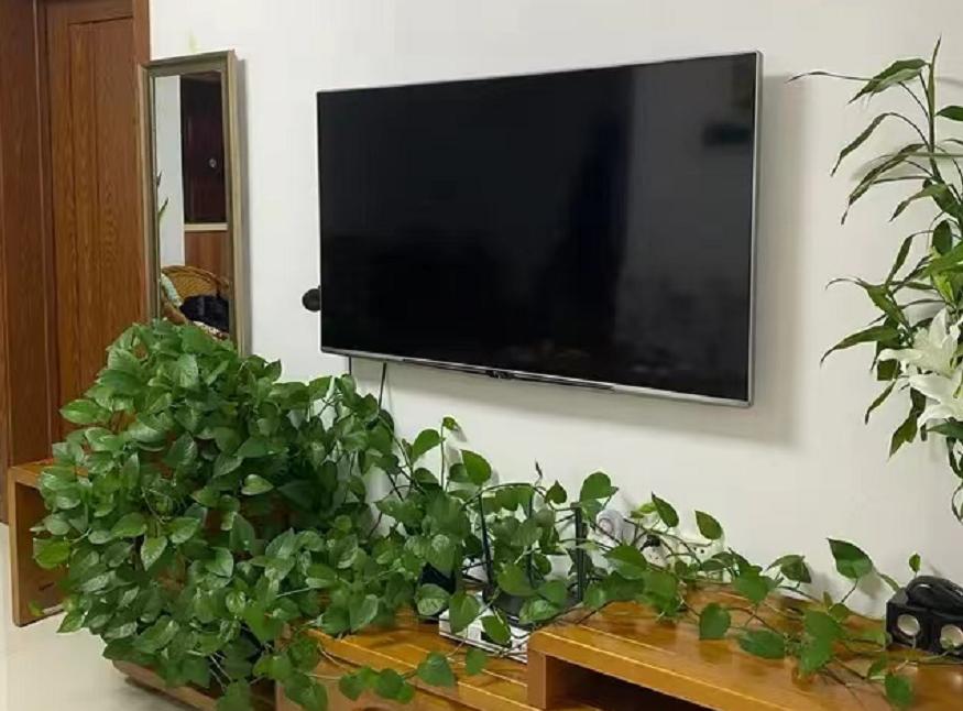 养了一年的绿萝长得很旺怎么弄,绿萝放什么才会长得茂盛