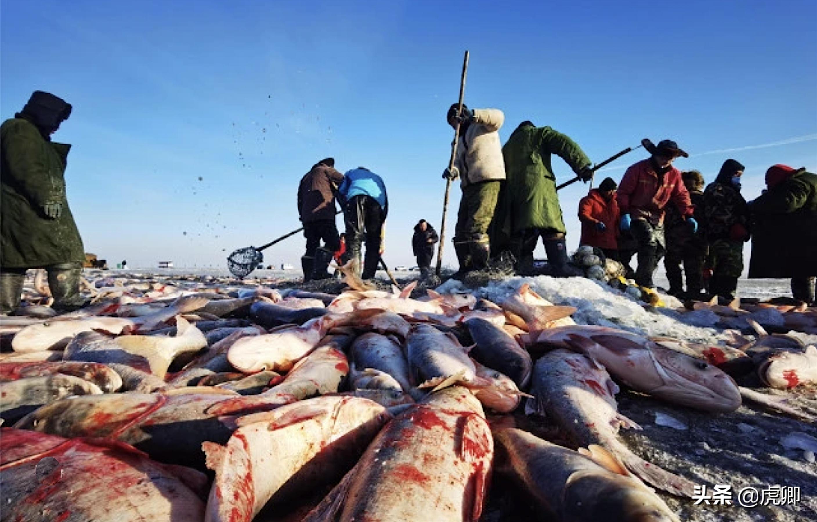 天价鱼是怎么曝光的,天价鱼野生