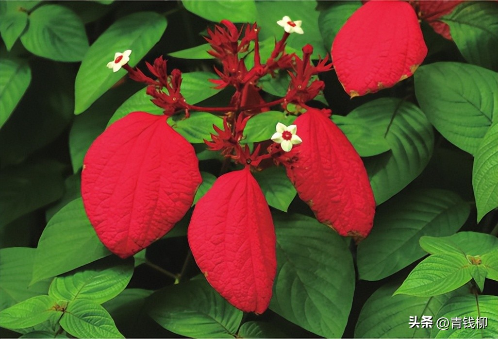 独家揭秘南国花城夏季四季惊艳