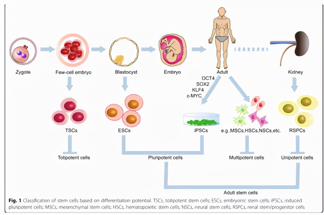 2020年干细胞治疗尿毒症的费用,干细胞120万一针可以治疗什么