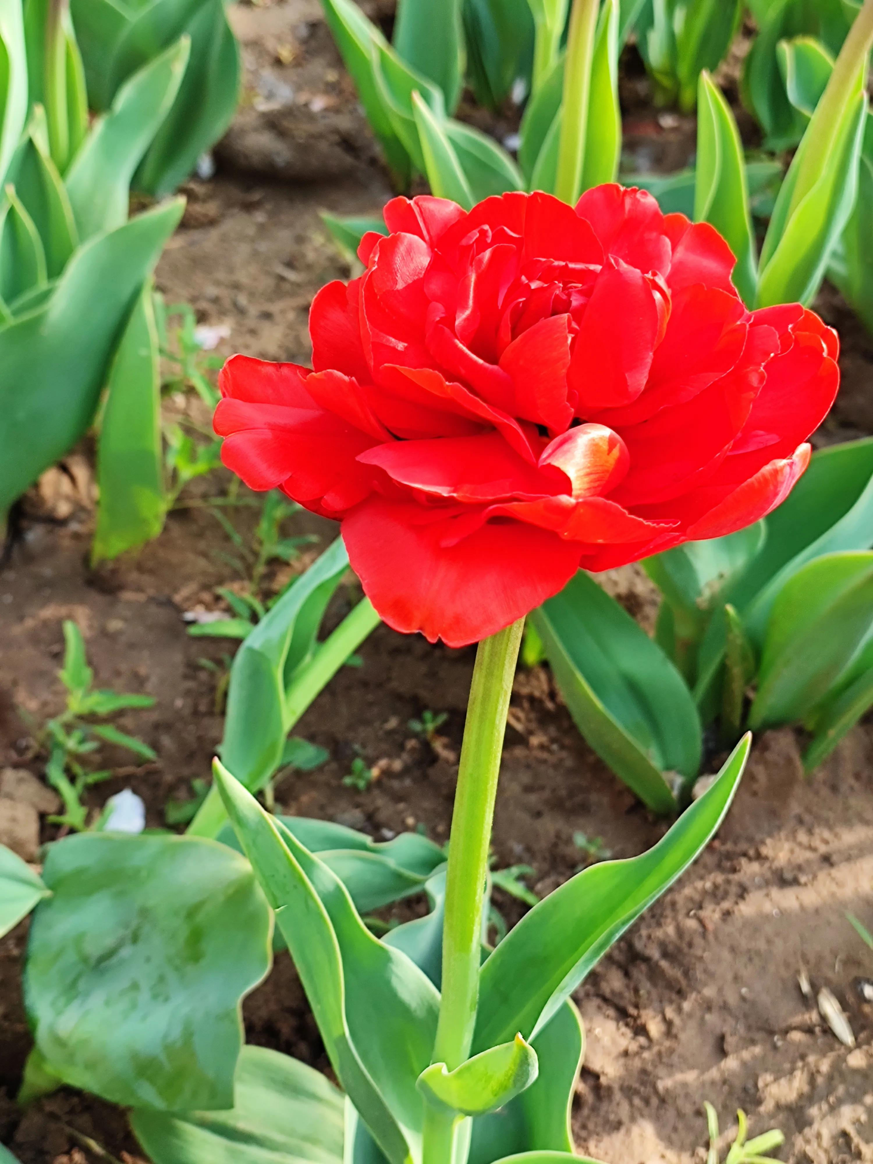 老年痴呆症早期怎么治疗延缓发病,家有老年痴呆症怎么办