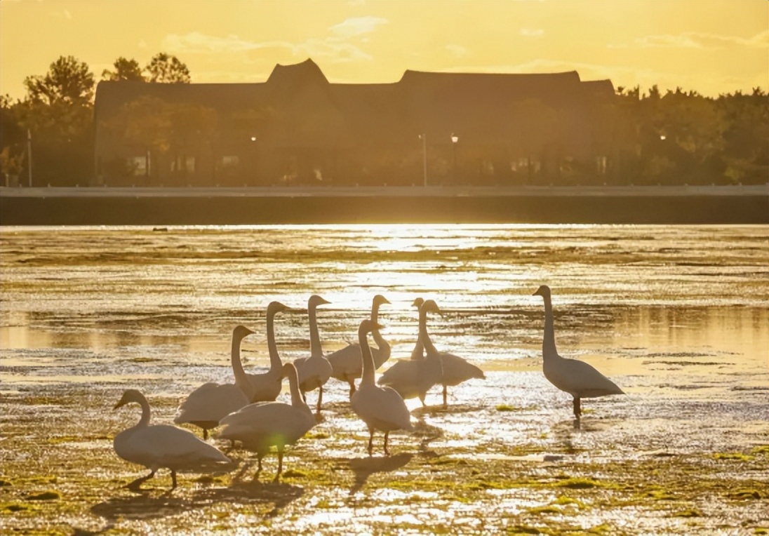 冬季山东十大美景,旅游山东最值得去的地方冬季