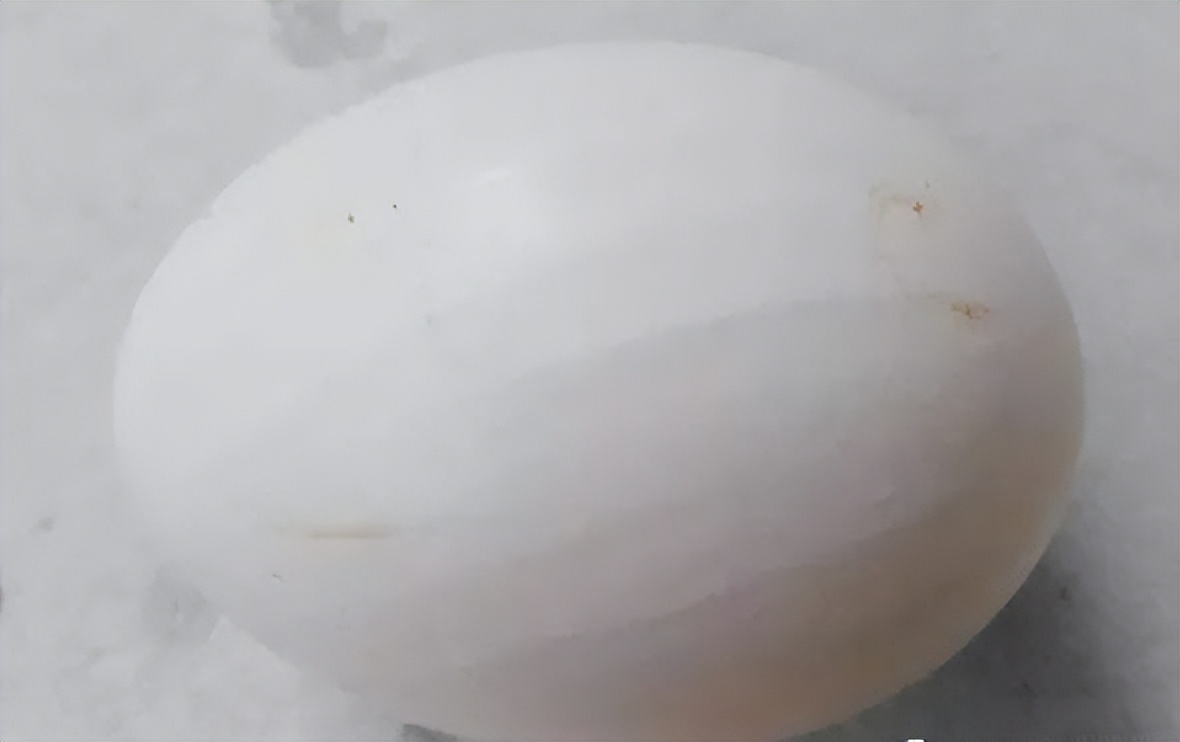 种鸭输卵管炎原因,种鸭输卵管炎怎么治疗