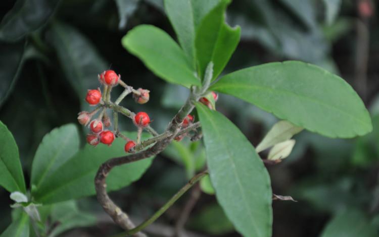 雪下红别名叫什么,雪下红的寓意