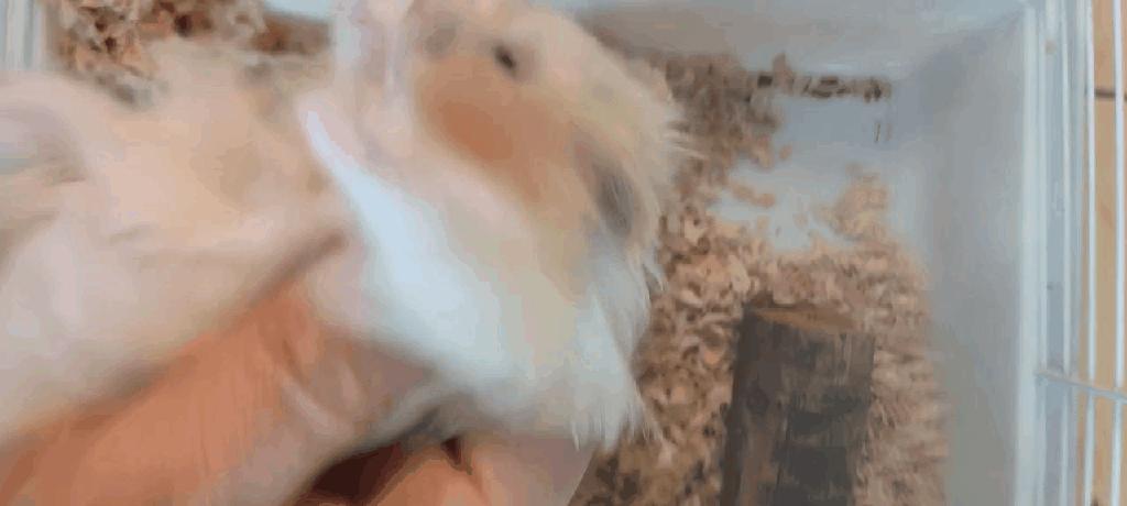 猫狗不停，除了猫狗，这些小可爱，你家的娃都养过了吗？