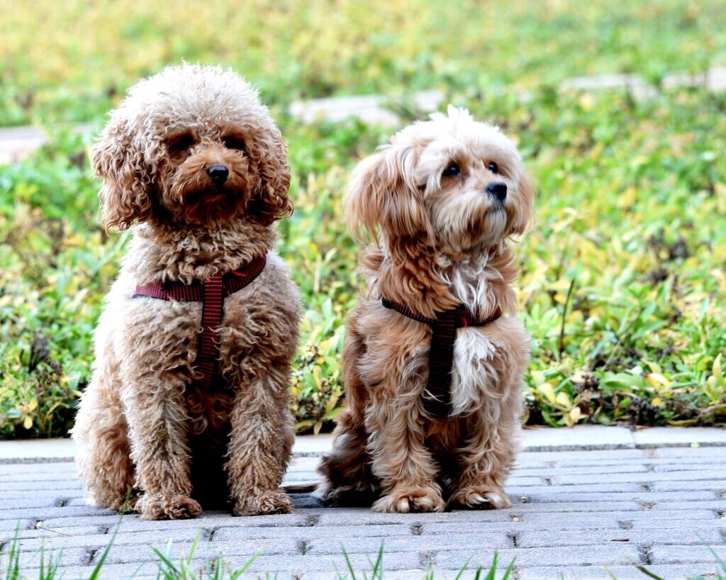 狗狗产后综合征有生命危险吗,狗产后乳腺炎症状