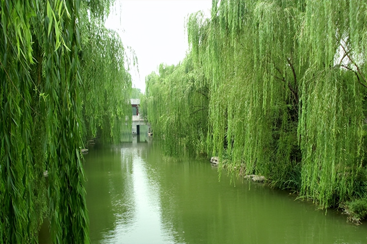 刘启慧丨杨花柳絮二月雪