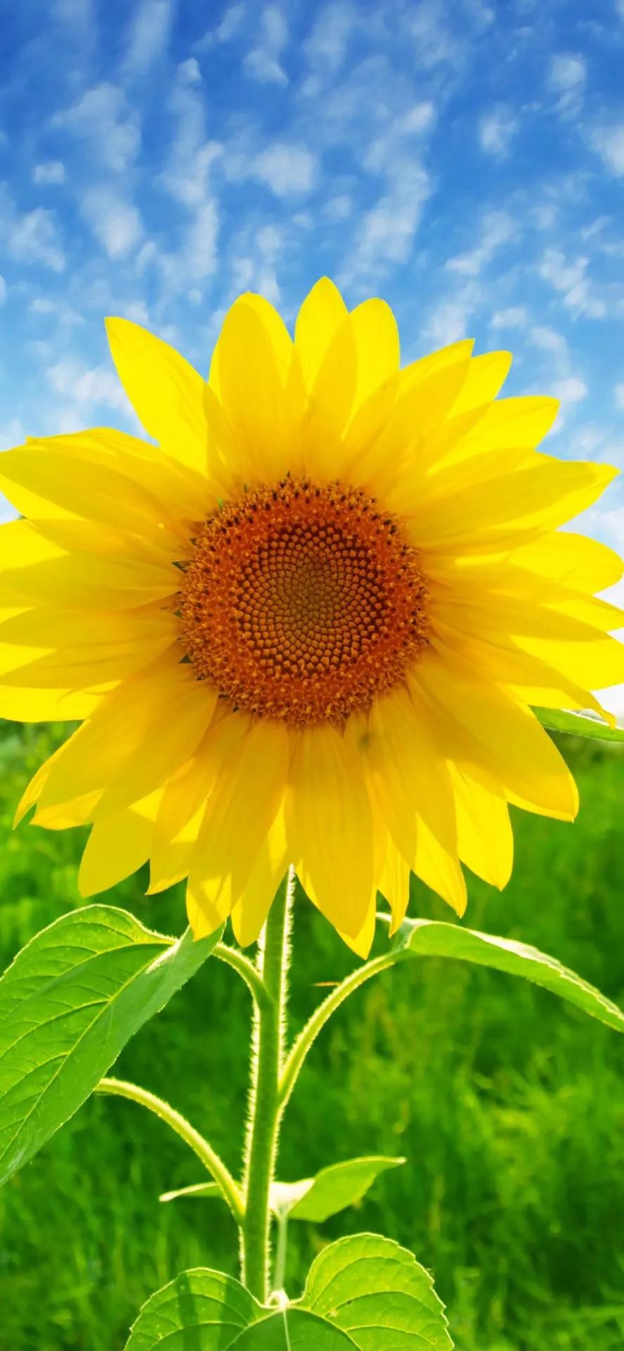 超高清海洋沙滩风景壁纸全屏,湛蓝的海水海滩风景高清壁纸