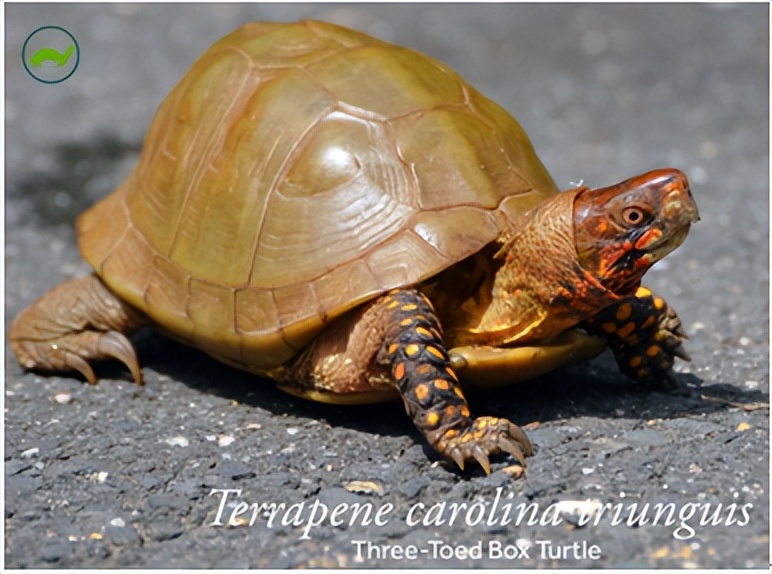 箱龟种类及图片,箱龟品种大全