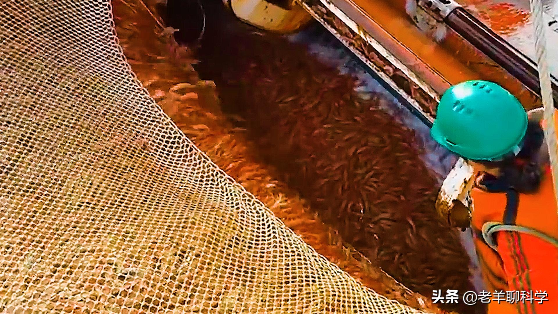 14亿国人的福音：10亿吨“海上金矿”，吃不完繁殖快，为何有隐患