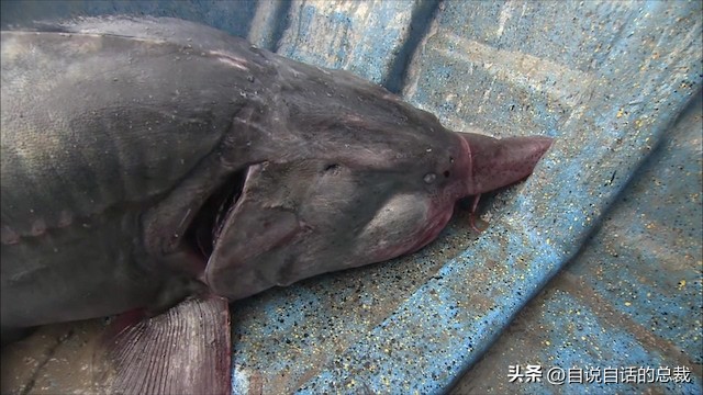 从2亿年不进化的王者，到比黄金还贵的食物，背后隐藏着商业秘密