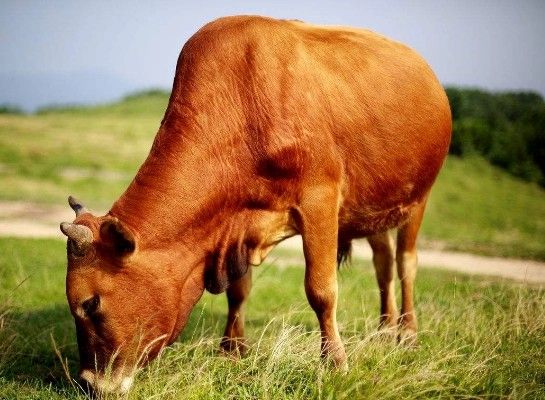 延边牛种类,延边黄牛和韩牛