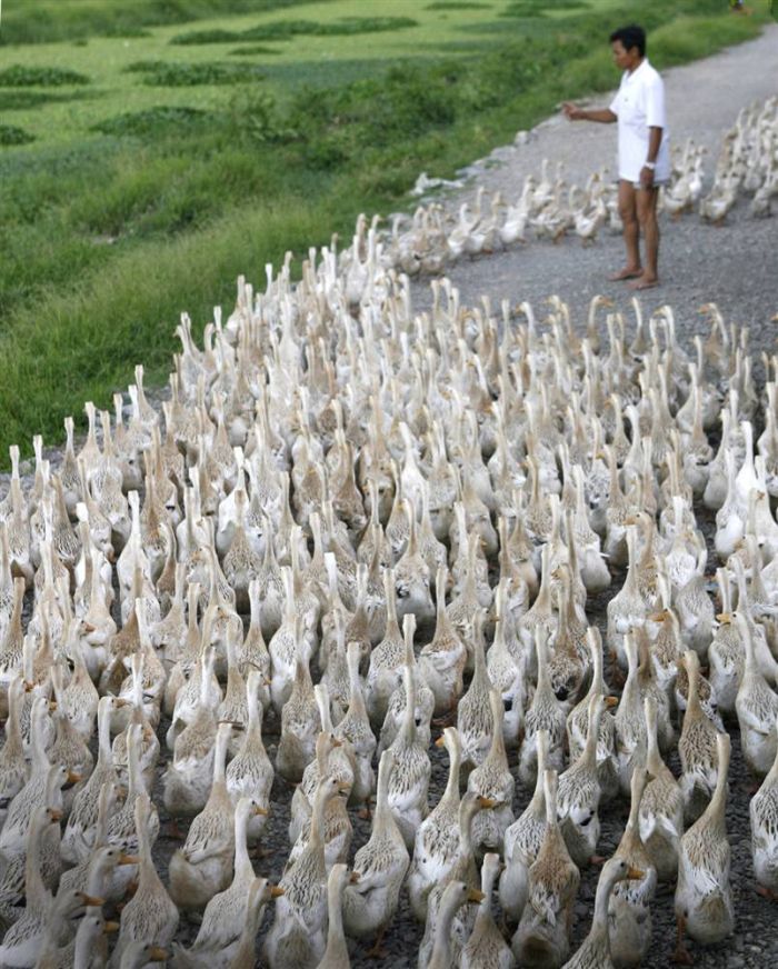 80个神奇的真实照片，不高兴的狗子，崎岖的铁路，倒立劈叉拉筋