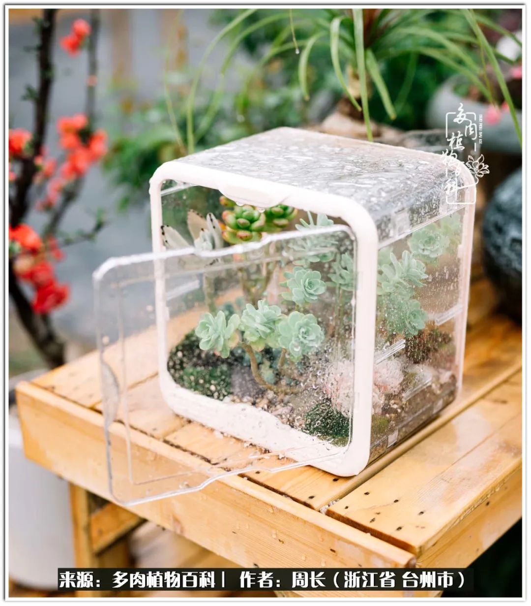 多肉拼盘新手入门,多肉拼盘说说