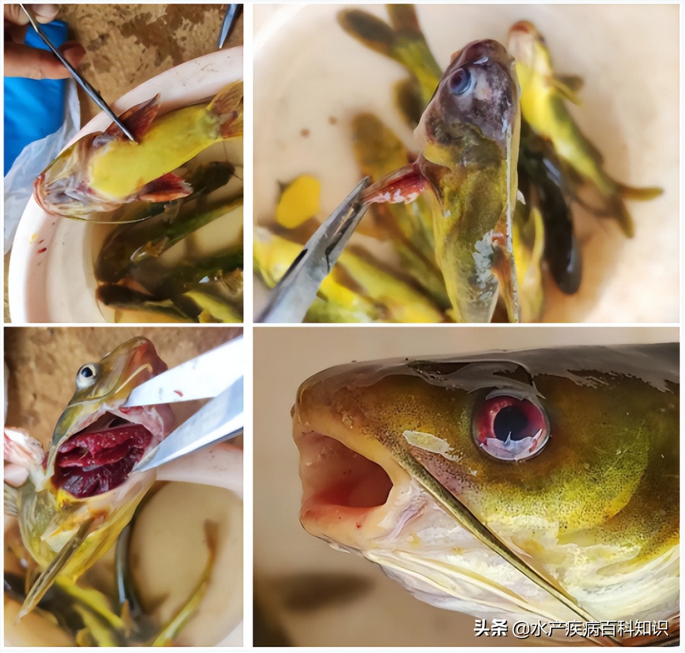 广西南宁黄颡鱼爆发疾病，每天损失300多斤，5天挽回几十万的损失