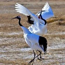 丹顶鹤女孩视频,丹顶鹤女孩墓地