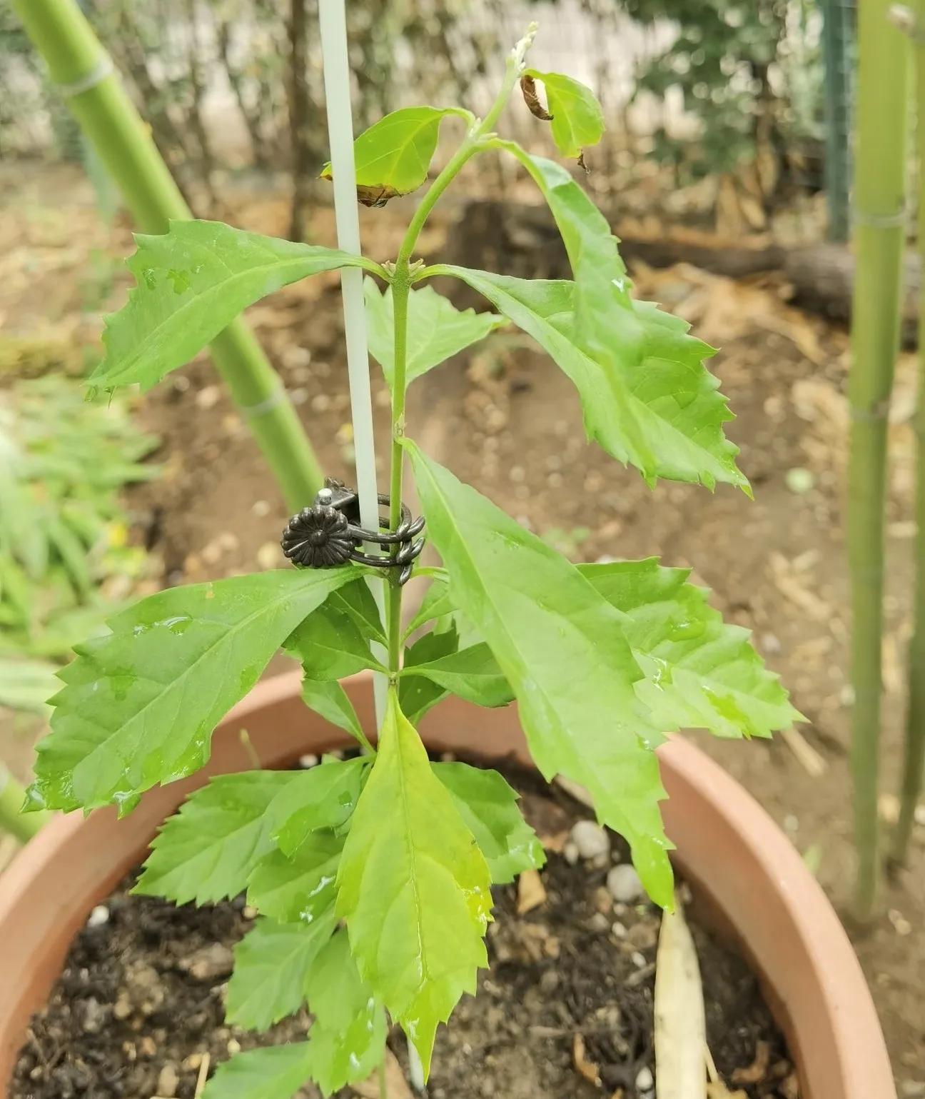 高温天气盼雨来,高温的炙烤