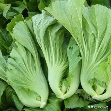 孕妈健康蔬菜,孕妈健康指南