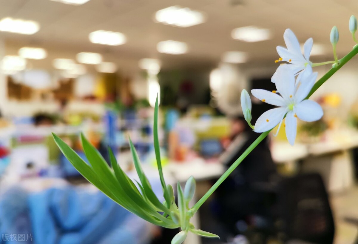 吊兰上有小虫子,吊兰里边有一些小虫子怎么办