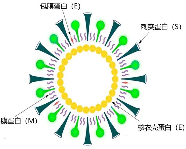 人类怎样才能应对流感病毒,人类应如何应对流行病毒