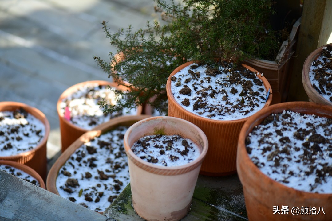 河马花园最耐阴植物,最漂亮的花园里的郁金香