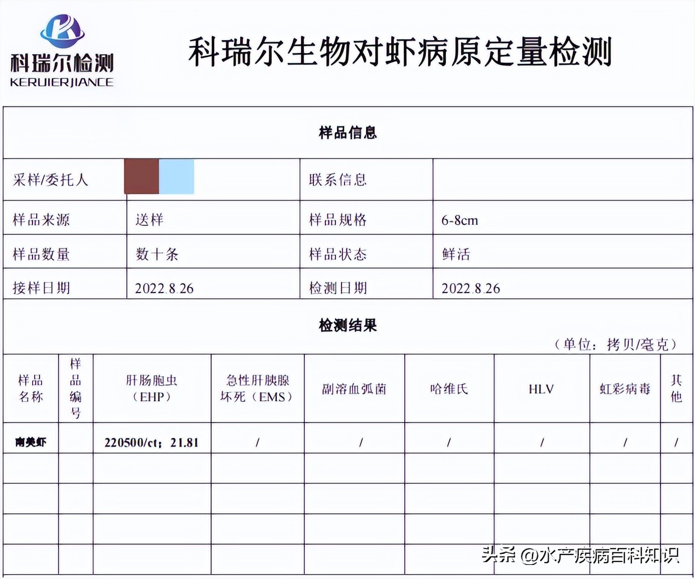 对虾肝肠孢虫脱离宿主能存活多久,一分钟带你了解对虾肝肠孢虫