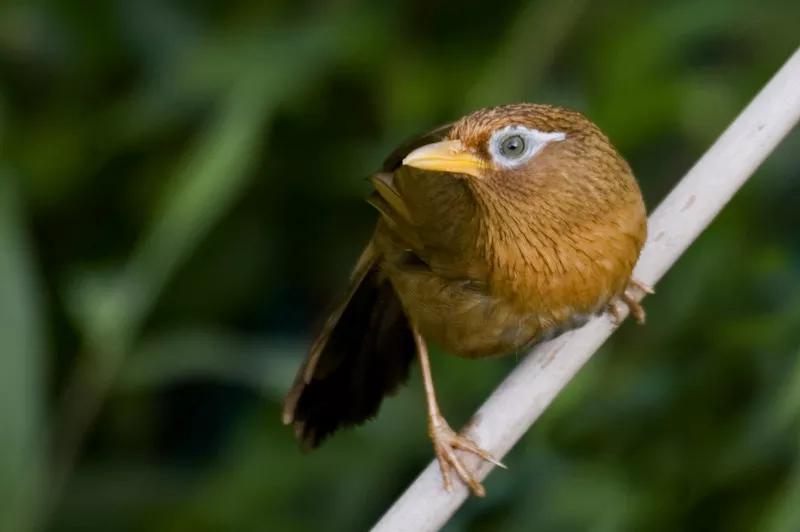 百鸟图全图高清大图,百鸟图大全