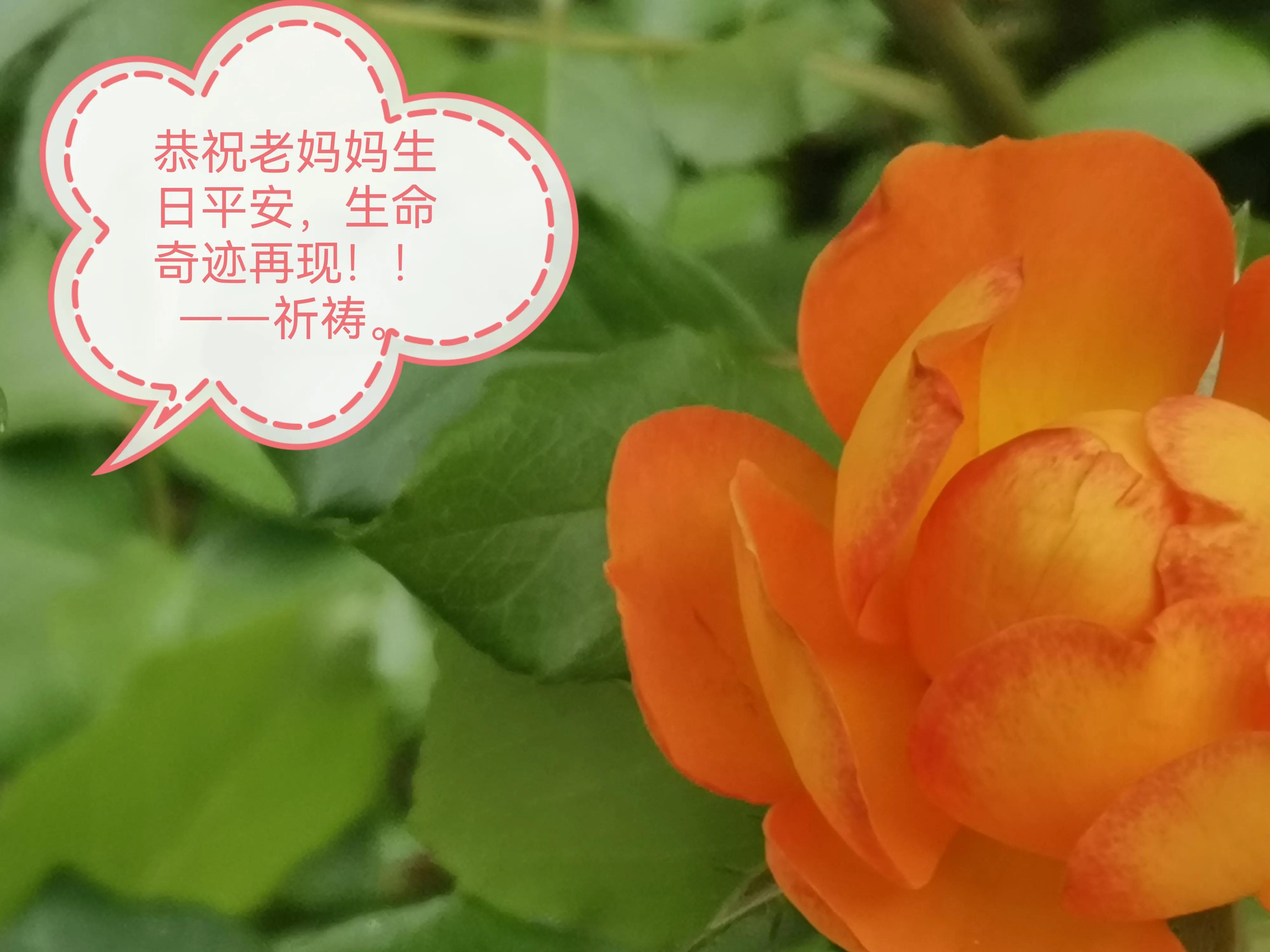 黄玫瑰刀郎经典歌曲欣赏,刀郎伤感情歌100首黄玫瑰