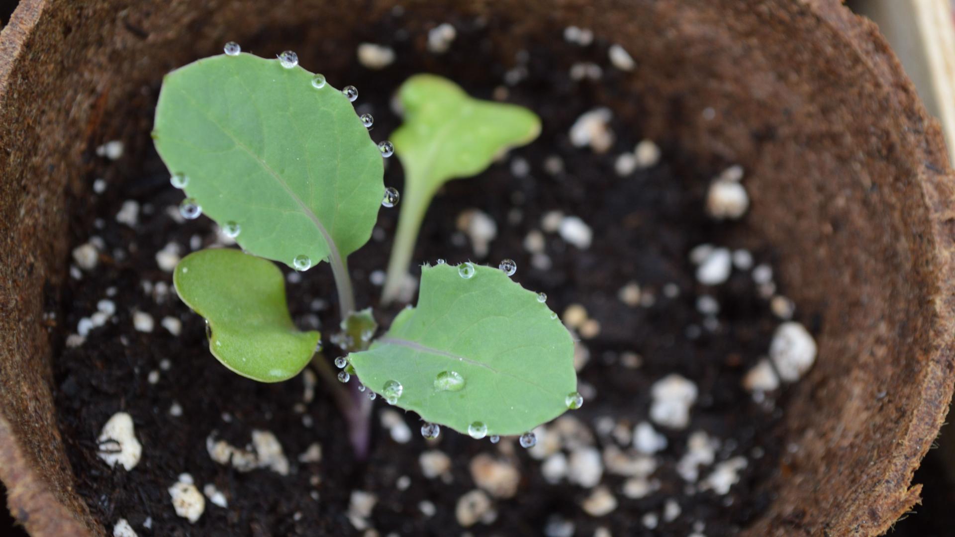 黄瓜育苗茄子是怎么育苗的,茄子砧木与茄子苗同时育苗吗