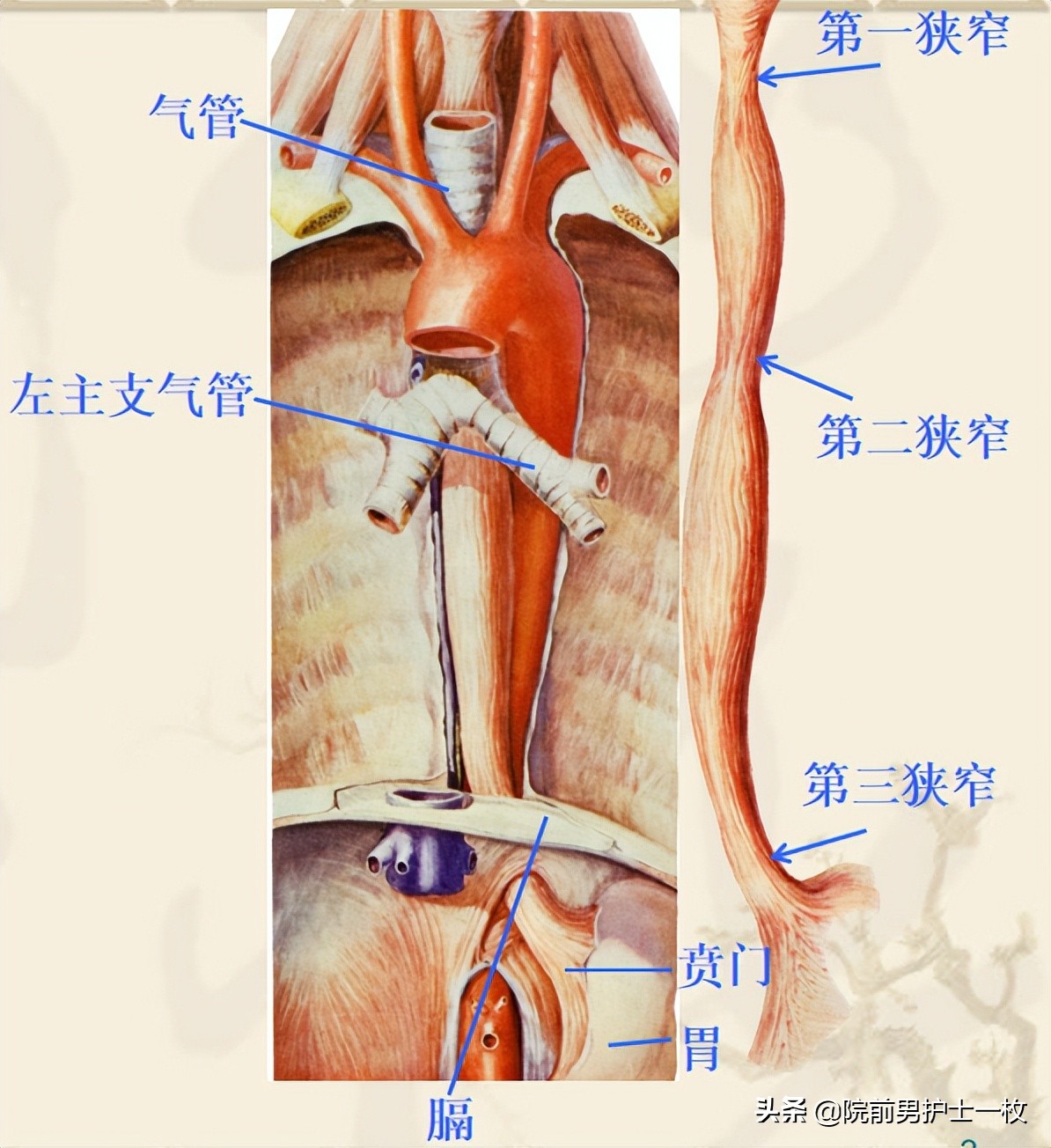 呕血病人紧急护理评估要点,急救人出血怎么处理