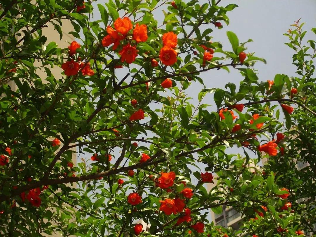 开花植物大全100种,实用分享30款小型开花树种介绍