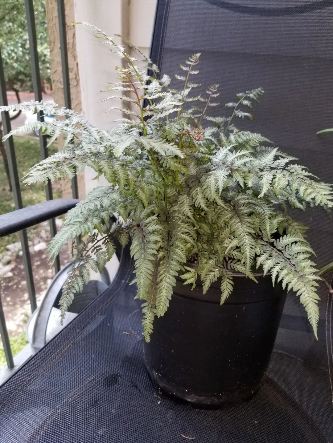 绱壊鐢昏暔鑰愬瘨,鏃ユ湰鐢昏暔鍏绘姢