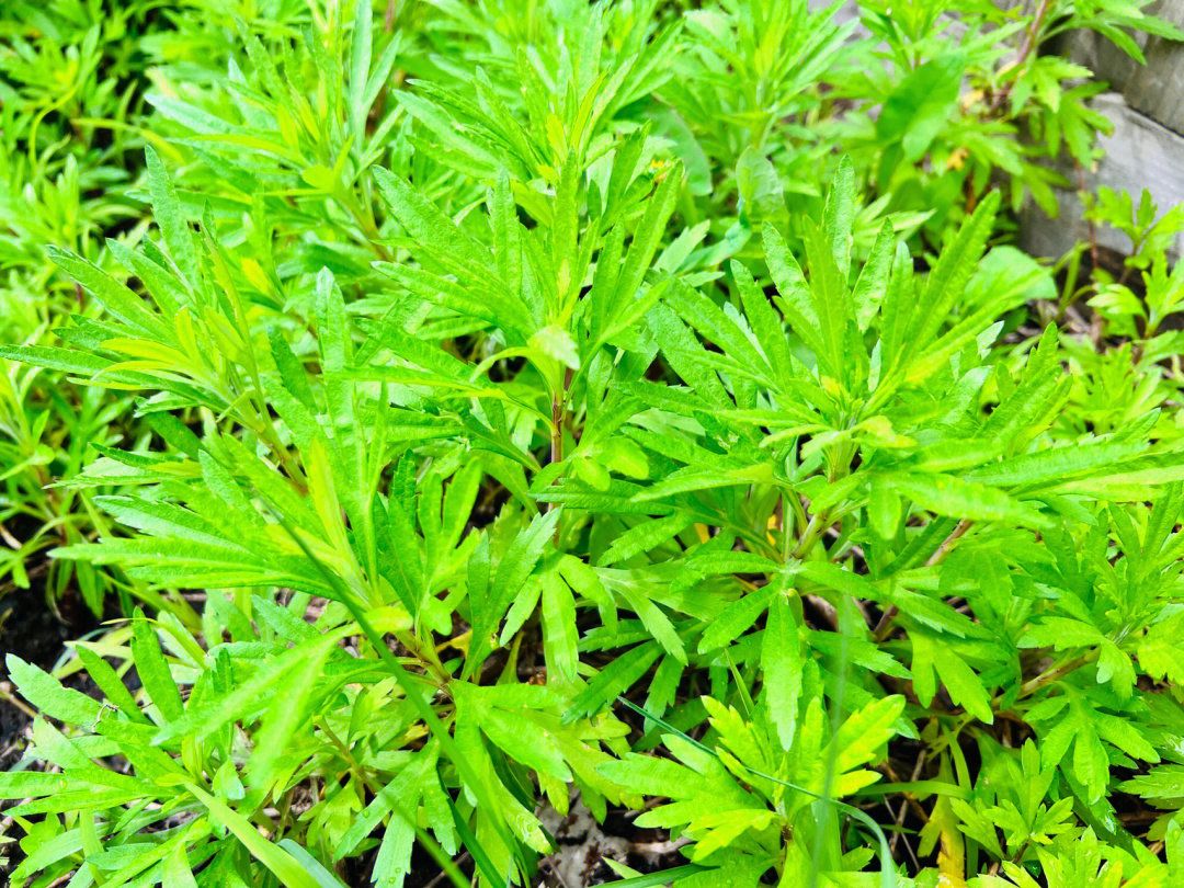 有一种野菜叫荠菜有什么营养,野菜面条菜有什么营养成分