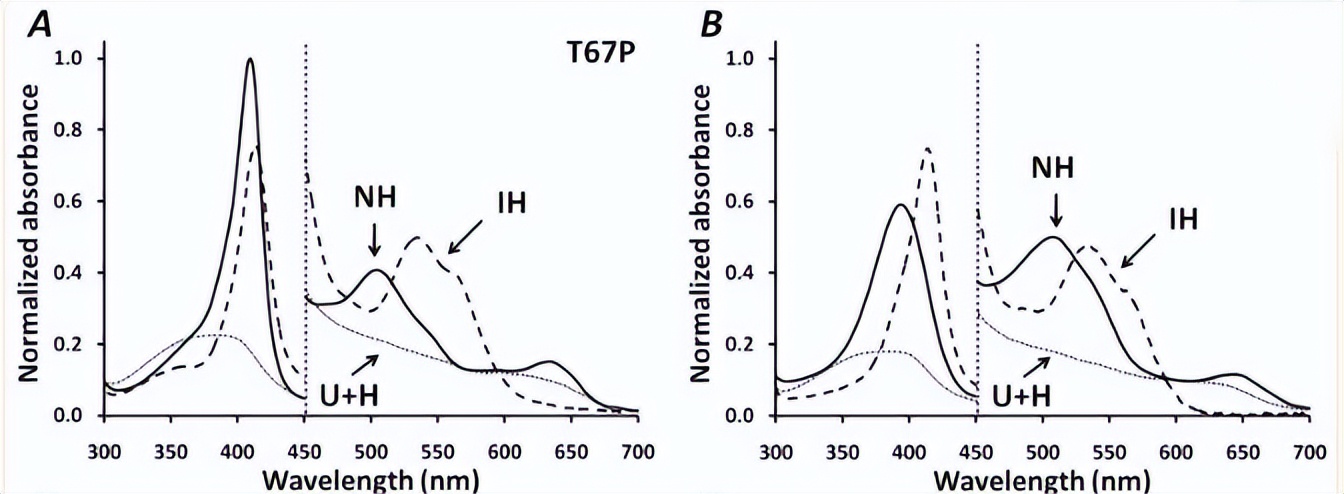 血红素蛋白结构与功能,血红素蛋白的作用效果