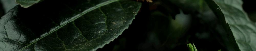 送中秋好礼送什么茶好,中秋节送什么茶好喝一点