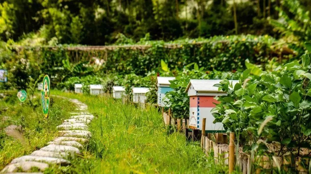 【上饶天下SHOW之广信区】中华蜜蜂谷:藏在五府山竹海密林中的蜜蜂“乐园”