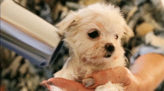 贵宾犬颜色越来越浅怎么办,贵宾毛越来越黄怎么回事