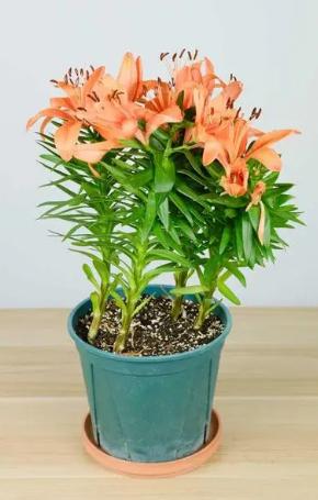 香水百合盆栽一年四季怎么养殖,香水百合盆栽好养吗