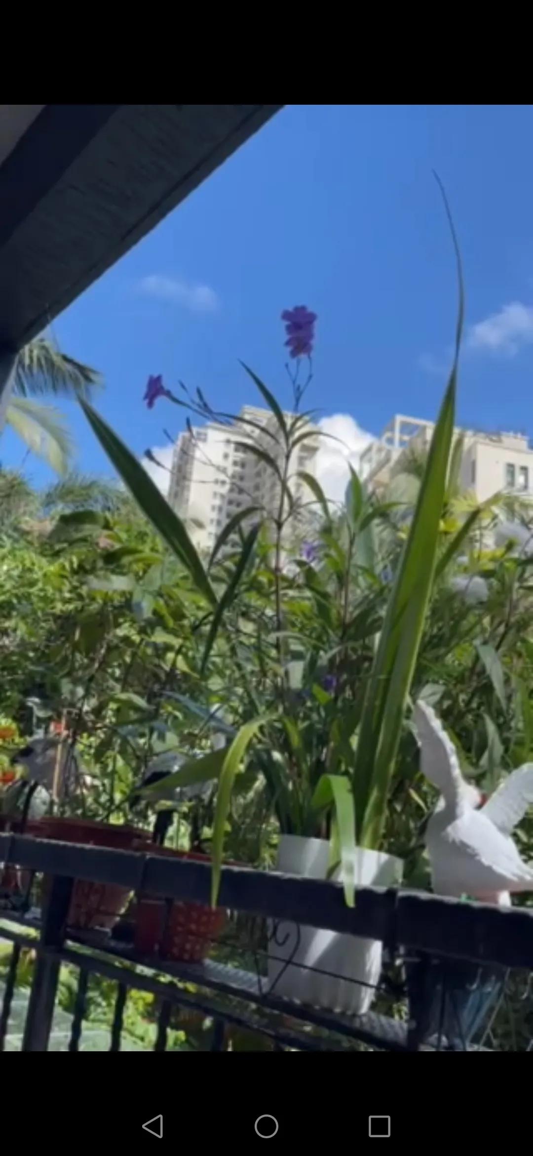 风雨过后见彩虹励志八字句子,风雨过后见彩虹文案句子