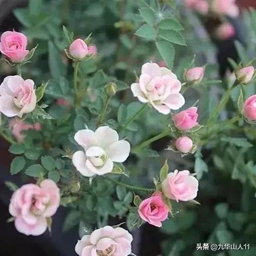 微型月季品种价格是多少 (微型月季品种有哪些)