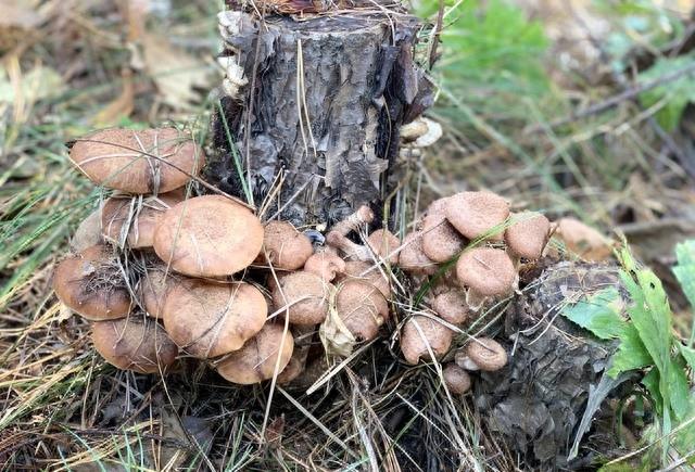 我带朋友去舅舅家摘大枣，舅妈要称斤收费，舅舅却说了这样的话