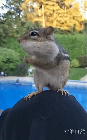 花栗鼠吃不吃瓜子,花栗鼠为什么吃花生