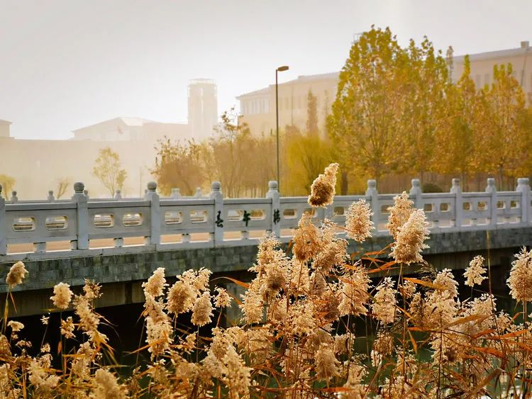 层林尽染的视频号,濮阳医专学历怎么样