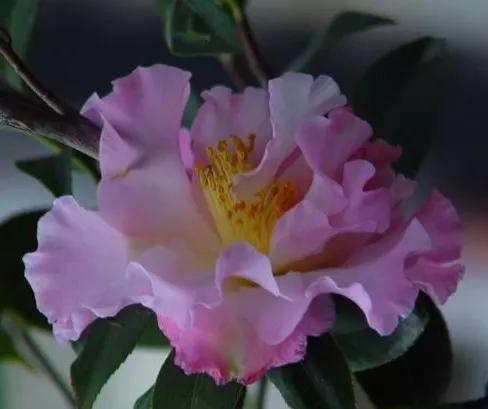 波浪山茶花,海岛山茶花