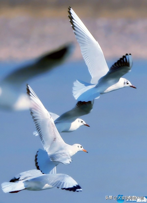 河南省黄河迎宾馆雪景,洛阳春来花似锦
