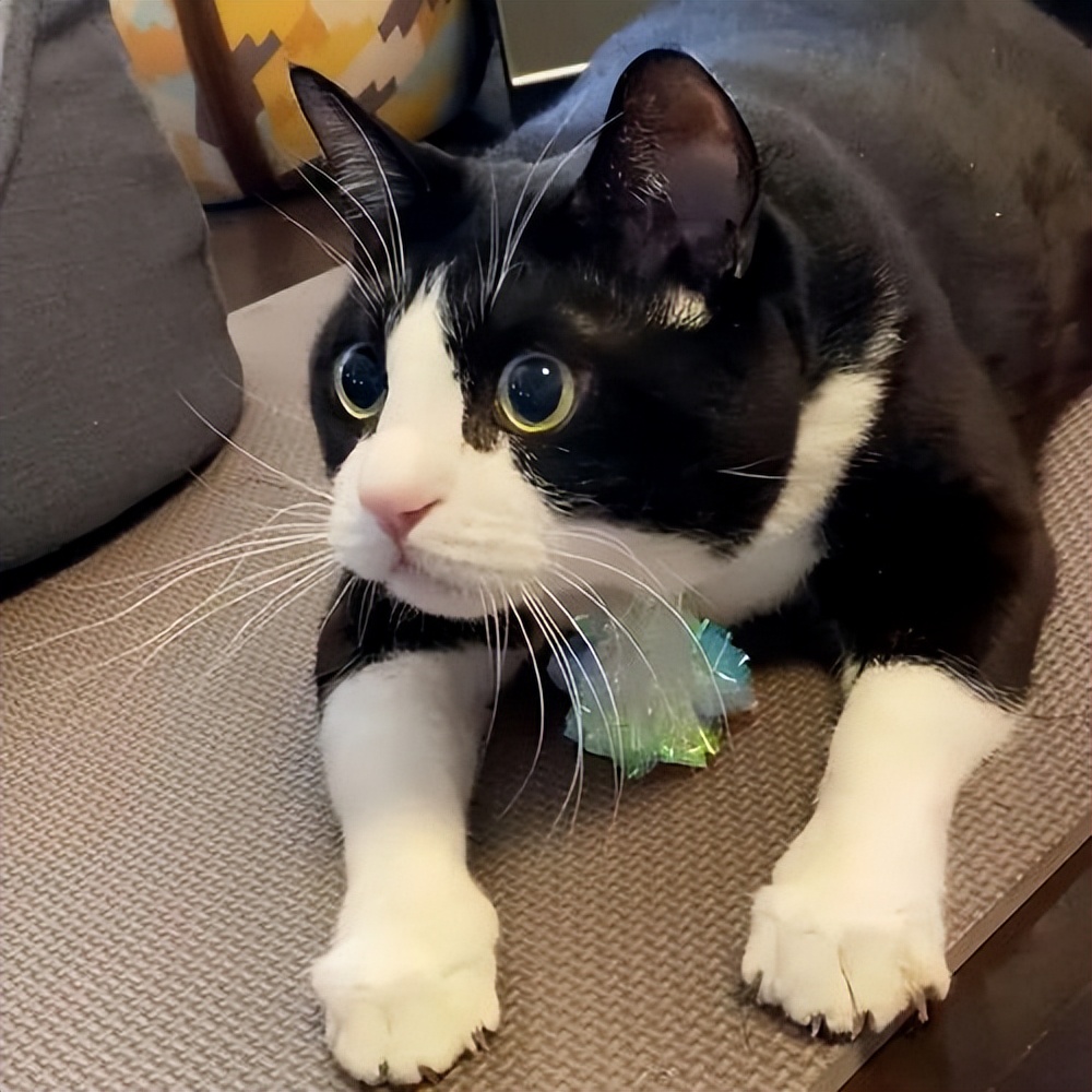 劝大家买猫的时候千万别买两只猫,买猫一时爽养猫火葬场