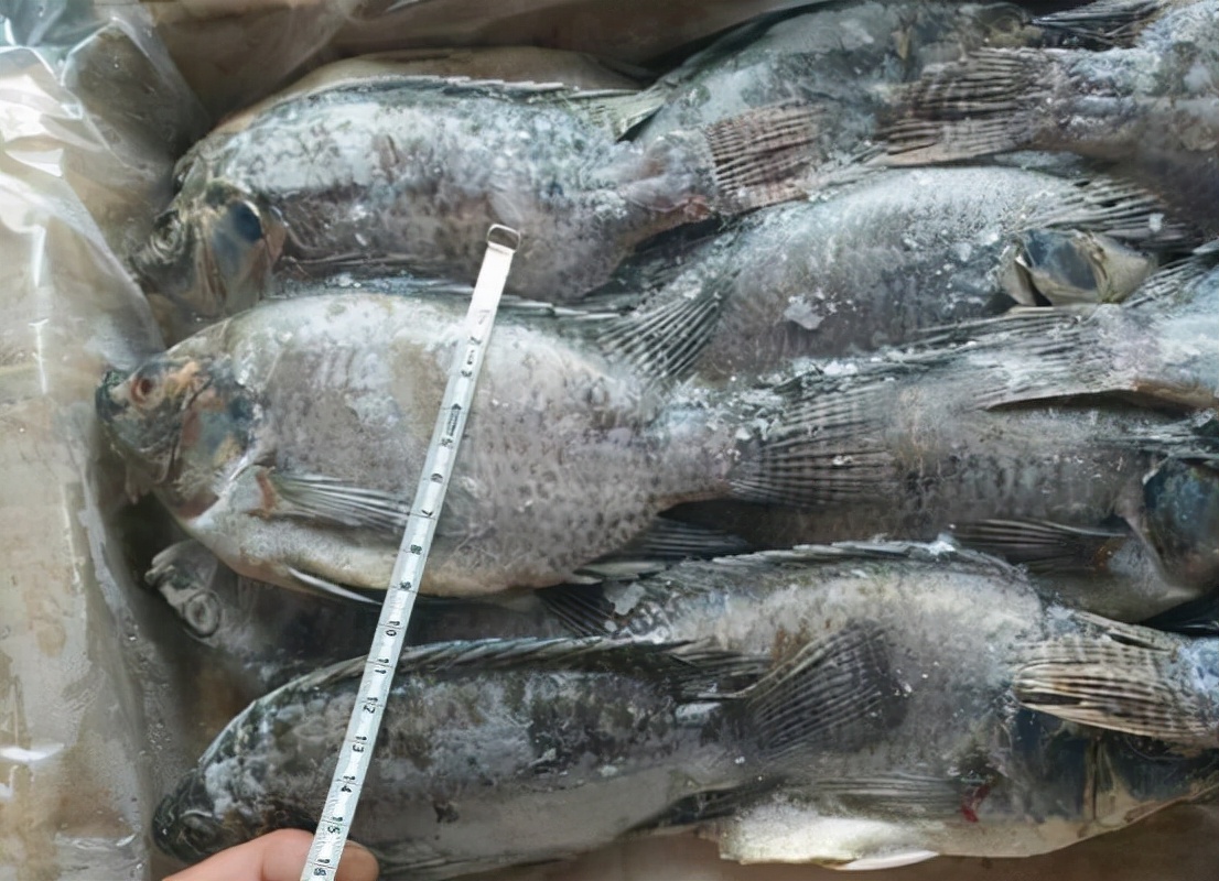 “非洲鲫鱼”入侵我国，对付了它65年仍杀不尽，为何不吃掉它？