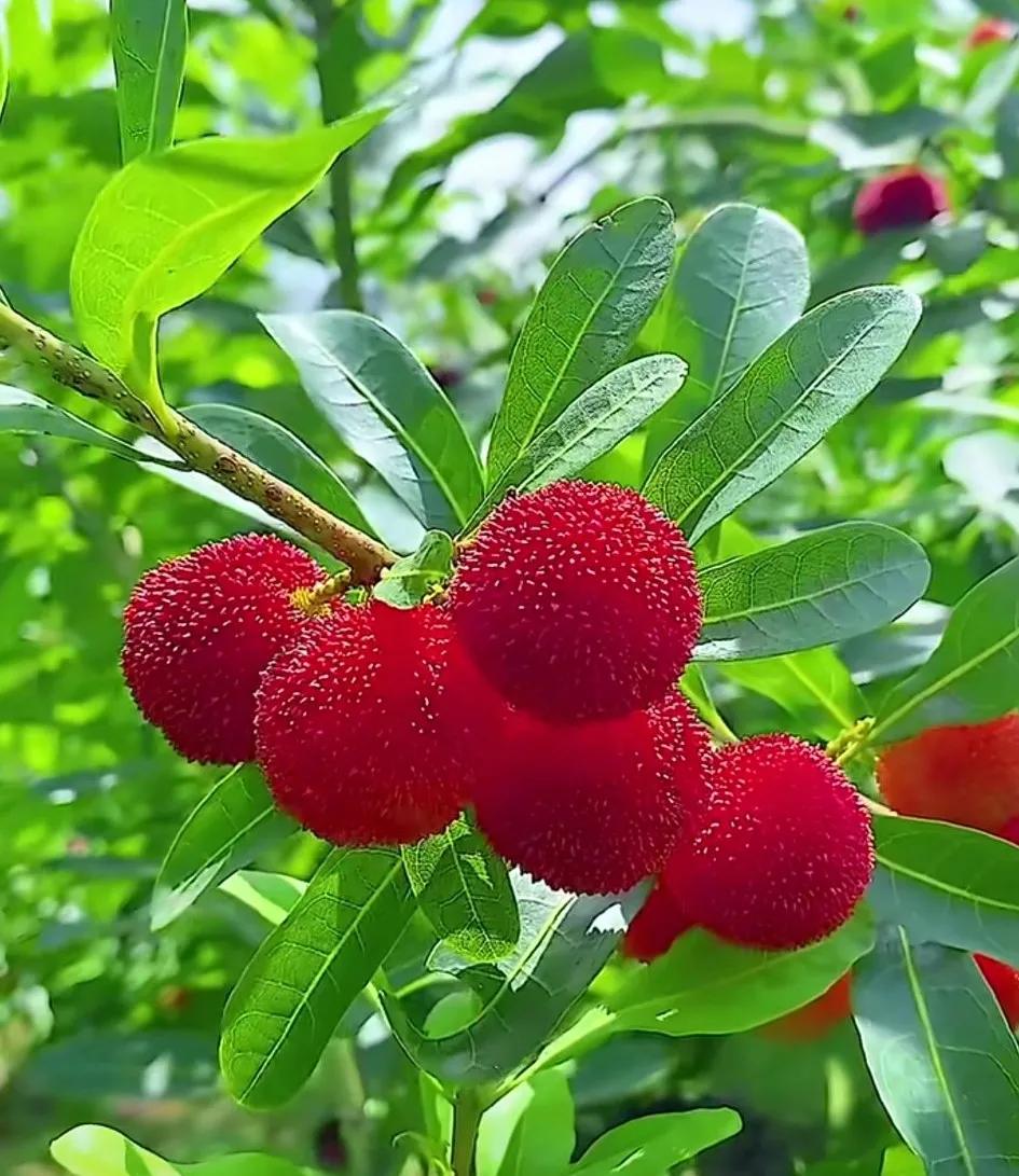 鐡滄灉椋橀澶忔棩鐐庣値,澶忔棩鐐庣値鐡滄灉椋橀