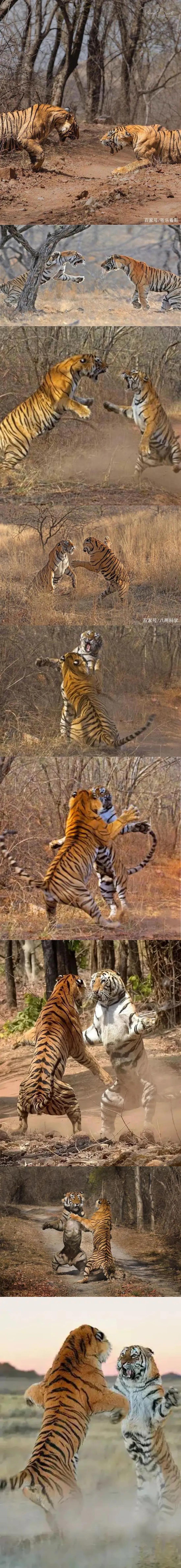 戏说老虎图文杂汇